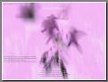 gal/choinka/_thb_Shot00021.jpg