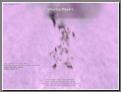 gal/choinka/_thb_Shot00023.jpg